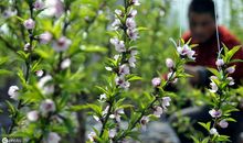 原创 优秀高考作文：《平凡枝头，绽放梦想之花》