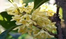 只有桂花香暗飘过 ——《桂花雨》读后感