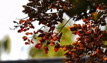 四六级作文点津（20）：学生作文讲评（3）