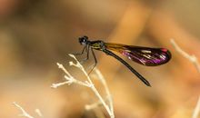 原创 考试作文《温暖》，老师指导评析，提供升格方案