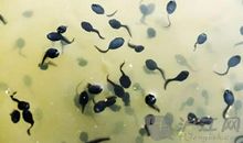 与小蝌蚪的第一次亲密接触 观察小蝌蚪作文300字