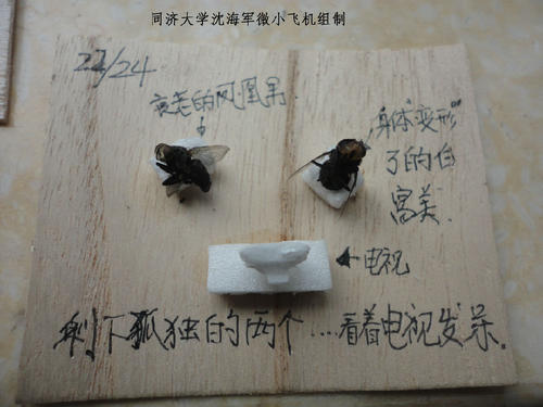 高二想象作文：他与它，两只苍蝇_1200字