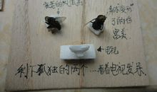 高二想象作文：他与它，两只苍蝇_1200字