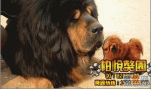 獒王那格（二） 关于藏獒传奇故事500字