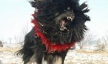 獒王那格（三） 藏獒传奇小说400字