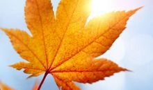 秋天的树叶 秋天的叶子作文400字