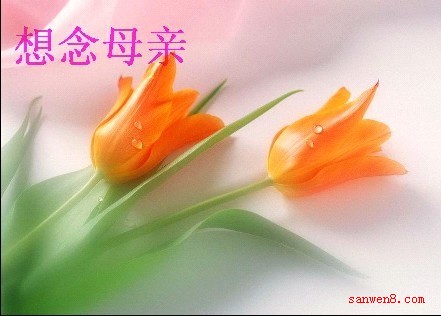 秋雨情思 思念已故母亲的作文1100字