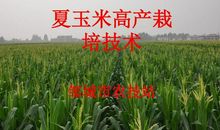 德州市夏玉米的高产栽培技术分析论文