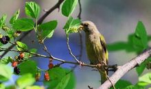 河滩上的小桑树 赞美小树的400字作文