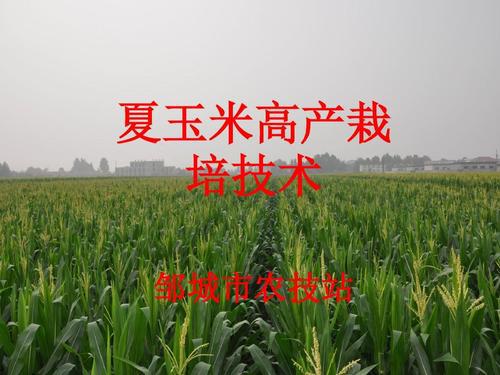德州市夏玉米的高产栽培技术分析论文 2