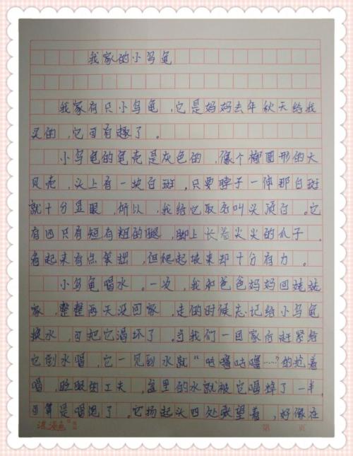 乌龟 给动物自由100字作文