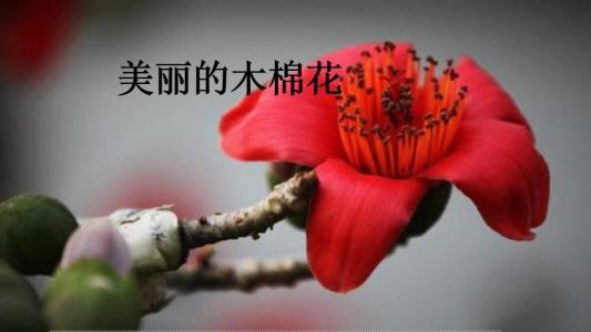 木棉花的季节散文欣赏