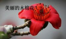木棉花的季节散文欣赏