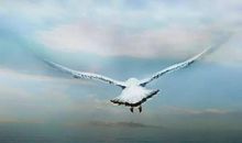 飞翔的力量 高一亲子关系议论文800字