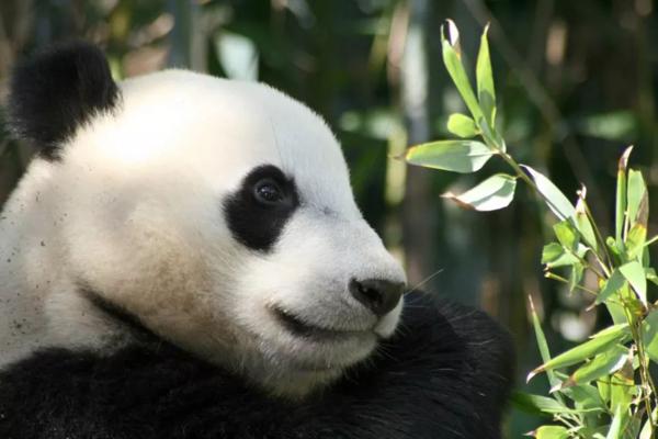 雅思中10个大作文需要避免的句子