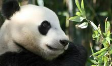 雅思中10个大作文需要避免的句子