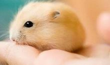 作文在线丨小仓鼠