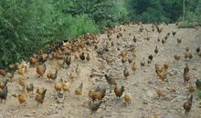 浅析散养土鸡的养殖技术论文