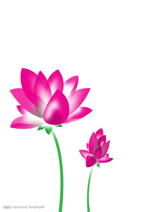 荷花温暖_1200字