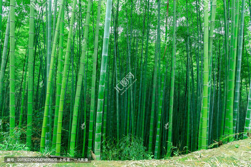 家乡的竹林_500字