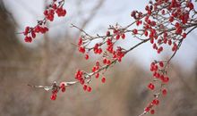 茱萸节的作文750字