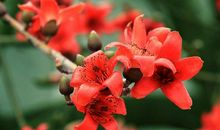 木棉花英雄花优秀作文