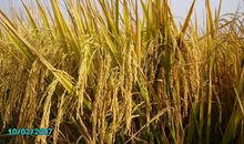 割稻子的作文350字