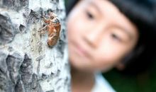 作文写作的基础观察日记，应该怎么写？