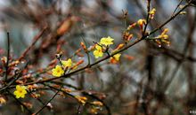 摘抄的精髓是什么？可以用在作文中！积累些可以开头的古诗