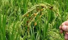 皖东地区夏季农作物高温热害与防控技术论文