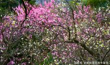 高考作文辅导3：成功需要脚踏实地