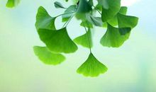 银杏 美丽的银杏800字作文