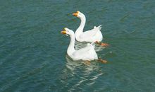 7岁孩子107字短文在5万多篇作文中夺魁，浙大教授吴秀明也受启发