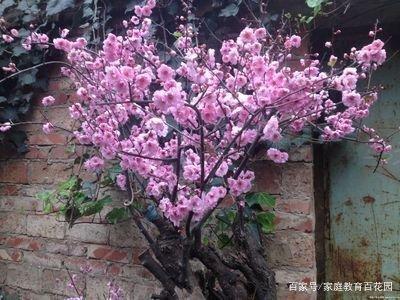 高考作文辅导1：我从成功和奋斗中感受幸福 2