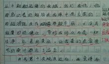 古怪的“小茶” 写动物小狗的作文500字