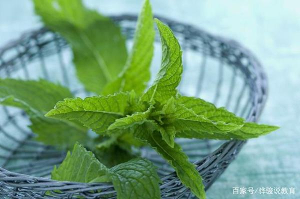 初中优秀作文点评:《喜欢薄荷》,老师说瑕不掩瑜,是一篇佳作 1
