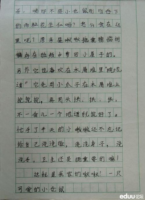 仓鼠 写小动物的作文500字