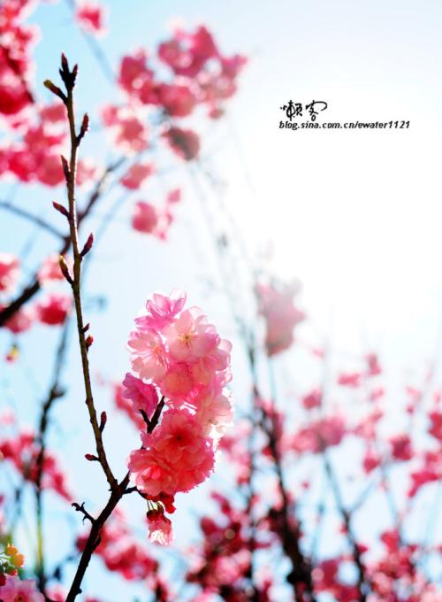 在这花开花落的季节_1200字