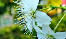 高考作文素材（人物篇1）：林徽因