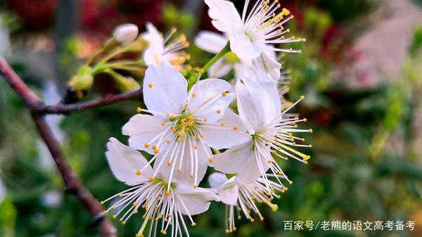 高考作文素材(人物篇1):林徽因 1