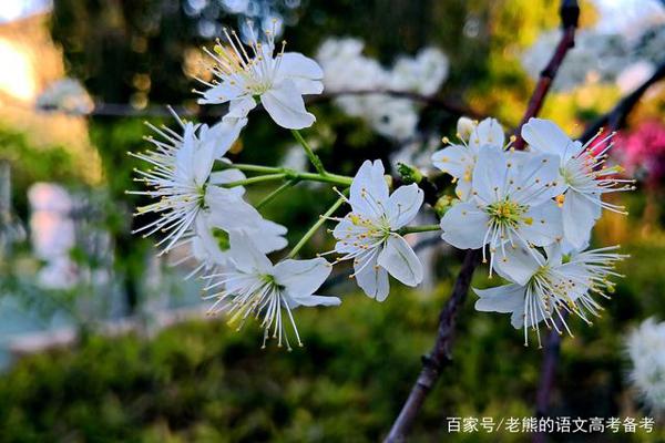 高考作文素材(人物篇1):林徽因 2