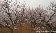 高考作文辅导7：实用的，才是有价值的