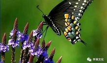 【作文秀】欣赏是互相的