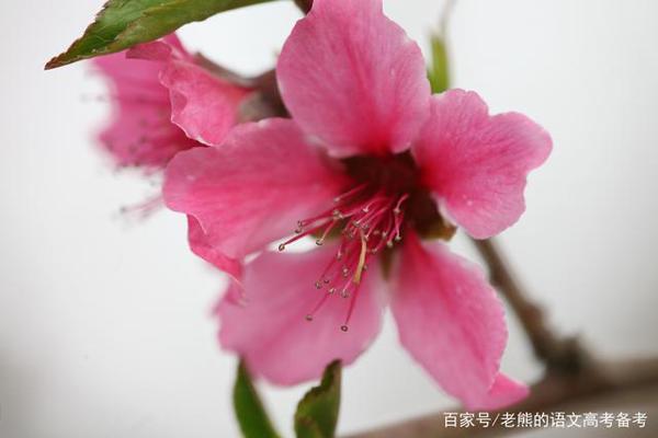 高考作文辅导6:赠人玫瑰,手留余香等