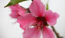 高考作文辅导6：赠人玫瑰，手留余香等