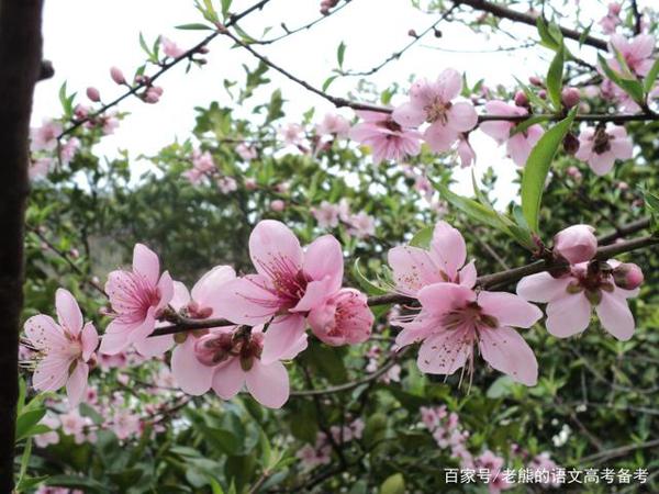 高考作文辅导6:赠人玫瑰,手留余香等 1