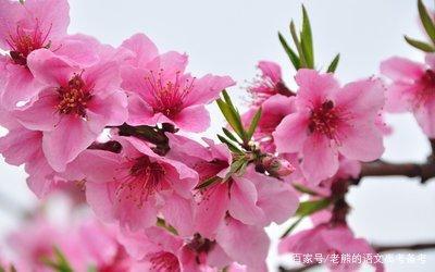 高考作文辅导6:赠人玫瑰,手留余香等 2