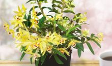 几种微型月季的观赏性状和盆栽技术论文