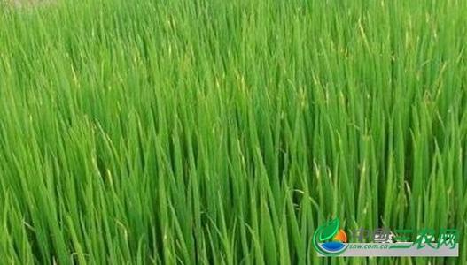 小葱越冬小拱棚高效种植技术论文