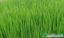 小葱越冬小拱棚高效种植技术论文